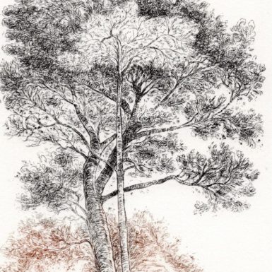 Migné-gravure-arbre
